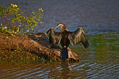 Yılan kuşu olarak da bilinen Afrikalı bir Darter, sualtı avlandıktan sonra su geçirmez olmayan tüylerini kurutmak için uzanan sakin sudaki bir kütüğe tünemiş..