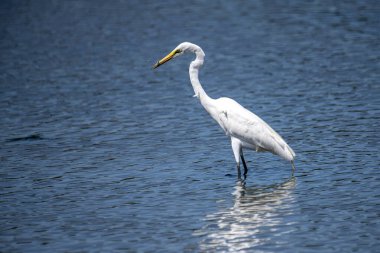 Akbalıkçıl, zarif bir şekilde sığ, ışıl ışıl mavi sularda yüzer, muhtemelen yiyecek arar..