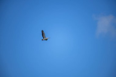 Zarif su kuşları uçsuz bucaksız, berrak mavi gökyüzünde süzülür, kanatları açık alanda gezinirken ışığı yakalar, güzel bir hava manzarası..