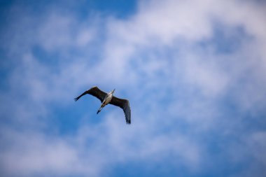 Zarif su kuşları uçsuz bucaksız, berrak mavi gökyüzünde süzülür, kanatları açık alanda gezinirken ışığı yakalar, güzel bir hava manzarası..