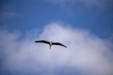 Zarif su kuşları uçsuz bucaksız, berrak mavi gökyüzünde süzülür, kanatları açık alanda gezinirken ışığı yakalar, güzel bir hava manzarası..