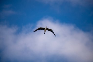 Zarif su kuşları uçsuz bucaksız, berrak mavi gökyüzünde süzülür, kanatları açık alanda gezinirken ışığı yakalar, güzel bir hava manzarası..