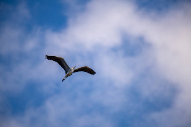 Zarif su kuşları uçsuz bucaksız, berrak mavi gökyüzünde süzülür, kanatları açık alanda gezinirken ışığı yakalar, güzel bir hava manzarası..