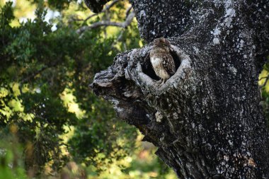 Bu resim, parlak sarı gözleri ve benekli kahverengi tüyleri ile tanımlanabilir görkemli bir Kahverengi Balık Baykuşu, büyük, dokulu bir ağaç gövdesinin boşluğunda tünemiş, çevresiyle sorunsuzca harmanlanmış.