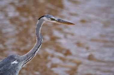 Bu yakın plan, kendine özgü gri tüyleri, uzun, zarif boynu ve keskin, sarı-turuncu gagasıyla görkemli bir gri balıkçıl balığı içerir. Kuş yumuşak, bulanık bir zemin üzerinde duruyor. Toprak tonları, muhtemelen su ya da çamur..