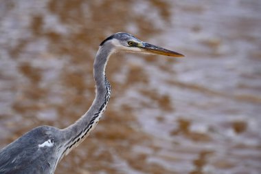 Bu yakın plan, kendine özgü gri tüyleri, uzun, zarif boynu ve keskin, sarı-turuncu gagasıyla görkemli bir gri balıkçıl balığı içerir. Kuş yumuşak, bulanık bir zemin üzerinde duruyor. Toprak tonları, muhtemelen su ya da çamur..