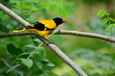 Siyah kapüşonlu Oriole, koyu siyah bir baş, göğüs ve kanatlar ile zıt sarı tüyler sergiliyor, kendine özgü kırmızı bir gagayla vurgulanmış, yeşil yaprakların arasında durgun bir dala tünemiş.