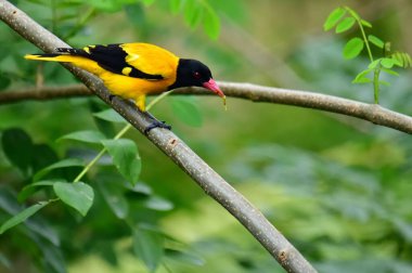 Siyah kapüşonlu Oriole, koyu siyah bir baş, göğüs ve kanatlar ile zıt sarı tüyler sergiliyor, kendine özgü kırmızı bir gagayla vurgulanmış, yeşil yaprakların arasında durgun bir dala tünemiş.