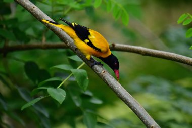 Siyah kapüşonlu Oriole, koyu siyah bir baş, göğüs ve kanatlar ile zıt sarı tüyler sergiliyor, kendine özgü kırmızı bir gagayla vurgulanmış, yeşil yaprakların arasında durgun bir dala tünemiş.