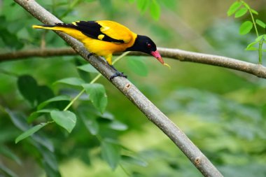 Siyah kapüşonlu Oriole, koyu siyah bir baş, göğüs ve kanatlar ile zıt sarı tüyler sergiliyor, kendine özgü kırmızı bir gagayla vurgulanmış, yeşil yaprakların arasında durgun bir dala tünemiş.