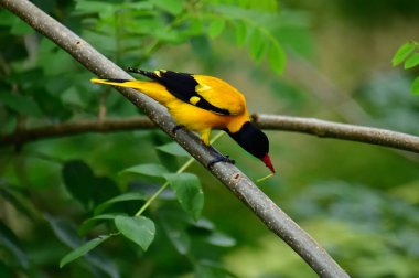 Siyah kapüşonlu Oriole, koyu siyah bir baş, göğüs ve kanatlar ile zıt sarı tüyler sergiliyor, kendine özgü kırmızı bir gagayla vurgulanmış, yeşil yaprakların arasında durgun bir dala tünemiş.