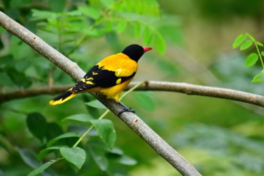 Siyah kapüşonlu Oriole, koyu siyah bir baş, göğüs ve kanatlar ile zıt sarı tüyler sergiliyor, kendine özgü kırmızı bir gagayla vurgulanmış, yeşil yaprakların arasında durgun bir dala tünemiş.