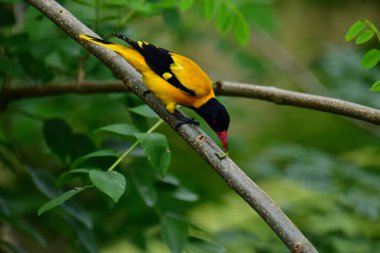 Siyah kapüşonlu Oriole, koyu siyah bir baş, göğüs ve kanatlar ile zıt sarı tüyler sergiliyor, kendine özgü kırmızı bir gagayla vurgulanmış, yeşil yaprakların arasında durgun bir dala tünemiş.