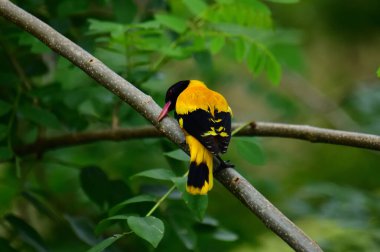 Siyah kapüşonlu Oriole, koyu siyah bir baş, göğüs ve kanatlar ile zıt sarı tüyler sergiliyor, kendine özgü kırmızı bir gagayla vurgulanmış, yeşil yaprakların arasında durgun bir dala tünemiş.
