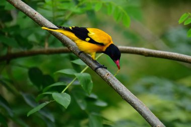 Siyah kapüşonlu Oriole, koyu siyah bir baş, göğüs ve kanatlar ile zıt sarı tüyler sergiliyor, kendine özgü kırmızı bir gagayla vurgulanmış, yeşil yaprakların arasında durgun bir dala tünemiş.