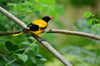 Siyah kapüşonlu Oriole, koyu siyah bir baş, göğüs ve kanatlar ile zıt sarı tüyler sergiliyor, kendine özgü kırmızı bir gagayla vurgulanmış, yeşil yaprakların arasında durgun bir dala tünemiş.