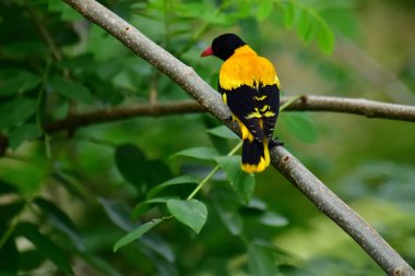 Siyah kapüşonlu Oriole, koyu siyah bir baş, göğüs ve kanatlar ile zıt sarı tüyler sergiliyor, kendine özgü kırmızı bir gagayla vurgulanmış, yeşil yaprakların arasında durgun bir dala tünemiş.