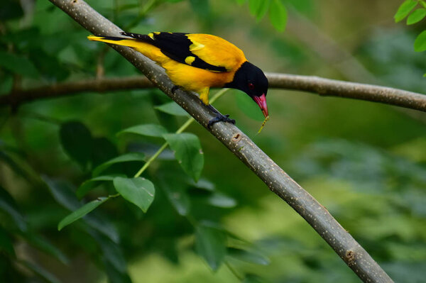 Черная "Ориола" демонстрирует яркое жёлтое оперение, контрастирующее с твёрдой чёрной головой, грудью и крыльями, подчеркнутое характерным красным клювом, безмятежно сидящим на ветке посреди зелёной листвы..