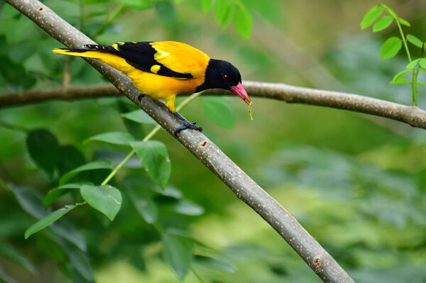 Черная "Ориола" демонстрирует яркое жёлтое оперение, контрастирующее с твёрдой чёрной головой, грудью и крыльями, подчеркнутое характерным красным клювом, безмятежно сидящим на ветке посреди зелёной листвы..