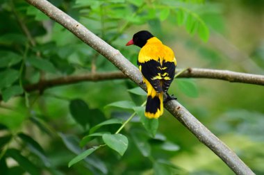 Siyah kapüşonlu Oriole, koyu siyah bir baş, göğüs ve kanatlar ile zıt sarı tüyler sergiliyor, kendine özgü kırmızı bir gagayla vurgulanmış, yeşil yaprakların arasında durgun bir dala tünemiş.