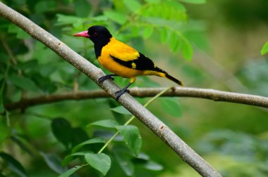 Siyah kapüşonlu Oriole, koyu siyah bir baş, göğüs ve kanatlar ile zıt sarı tüyler sergiliyor, kendine özgü kırmızı bir gagayla vurgulanmış, yeşil yaprakların arasında durgun bir dala tünemiş.