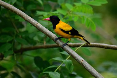 Siyah kapüşonlu Oriole, koyu siyah bir baş, göğüs ve kanatlar ile zıt sarı tüyler sergiliyor, kendine özgü kırmızı bir gagayla vurgulanmış, yeşil yaprakların arasında durgun bir dala tünemiş.