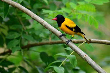 Siyah kapüşonlu Oriole, koyu siyah bir baş, göğüs ve kanatlar ile zıt sarı tüyler sergiliyor, kendine özgü kırmızı bir gagayla vurgulanmış, yeşil yaprakların arasında durgun bir dala tünemiş.