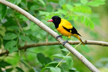 Siyah kapüşonlu Oriole, koyu siyah bir baş, göğüs ve kanatlar ile zıt sarı tüyler sergiliyor, kendine özgü kırmızı bir gagayla vurgulanmış, yeşil yaprakların arasında durgun bir dala tünemiş.