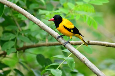 Siyah kapüşonlu Oriole, koyu siyah bir baş, göğüs ve kanatlar ile zıt sarı tüyler sergiliyor, kendine özgü kırmızı bir gagayla vurgulanmış, yeşil yaprakların arasında durgun bir dala tünemiş.
