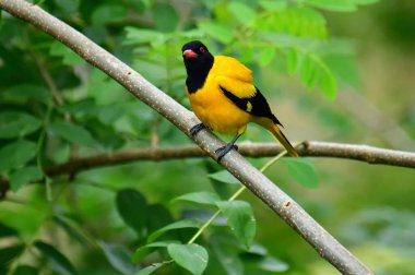 Siyah kapüşonlu Oriole, koyu siyah bir baş, göğüs ve kanatlar ile zıt sarı tüyler sergiliyor, kendine özgü kırmızı bir gagayla vurgulanmış, yeşil yaprakların arasında durgun bir dala tünemiş.