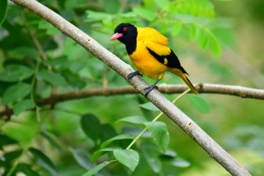 Siyah kapüşonlu Oriole, koyu siyah bir baş, göğüs ve kanatlar ile zıt sarı tüyler sergiliyor, kendine özgü kırmızı bir gagayla vurgulanmış, yeşil yaprakların arasında durgun bir dala tünemiş.