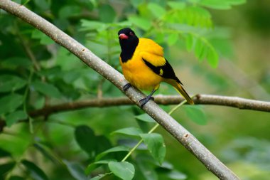 Siyah kapüşonlu Oriole, koyu siyah bir baş, göğüs ve kanatlar ile zıt sarı tüyler sergiliyor, kendine özgü kırmızı bir gagayla vurgulanmış, yeşil yaprakların arasında durgun bir dala tünemiş.