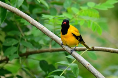 Siyah kapüşonlu Oriole, koyu siyah bir baş, göğüs ve kanatlar ile zıt sarı tüyler sergiliyor, kendine özgü kırmızı bir gagayla vurgulanmış, yeşil yaprakların arasında durgun bir dala tünemiş.