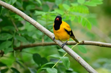 Siyah kapüşonlu Oriole, koyu siyah bir baş, göğüs ve kanatlar ile zıt sarı tüyler sergiliyor, kendine özgü kırmızı bir gagayla vurgulanmış, yeşil yaprakların arasında durgun bir dala tünemiş.