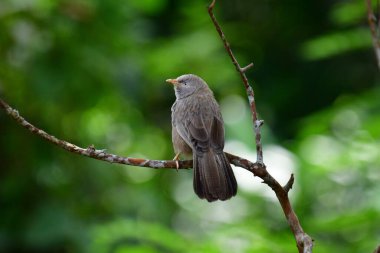 A brown babbler or bulbul perches on a bare branch, looking left with a soft-focus green background. Its patterned feathers and keen eye are visible.