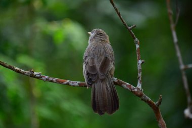 A brown babbler or bulbul perches on a bare branch, looking left with a soft-focus green background. Its patterned feathers and keen eye are visible.