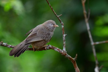 A brown babbler or bulbul perches on a bare branch, looking left with a soft-focus green background. Its patterned feathers and keen eye are visible.