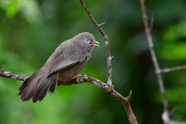 A brown babbler or bulbul perches on a bare branch, looking left with a soft-focus green background. Its patterned feathers and keen eye are visible.