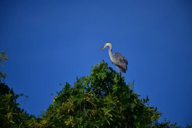 A majestic Grey Heron perches atop a lush green tree, its elegant silhouette contrasting beautifully against the clear, vibrant blue sky, observing its surroundings calmly.