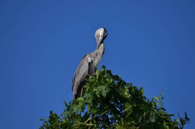 A majestic Grey Heron perches atop a lush green tree, its elegant silhouette contrasting beautifully against the clear, vibrant blue sky, observing its surroundings calmly.