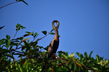 This image features an Oriental darter, or snakebird, a striking waterbird with a remarkably long, slender, S-shaped neck and a sharp, pointed bill, perched in a tree against a clear blue sky.