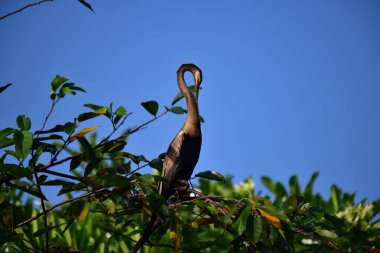 This image features an Oriental darter, or snakebird, a striking waterbird with a remarkably long, slender, S-shaped neck and a sharp, pointed bill, perched in a tree against a clear blue sky.