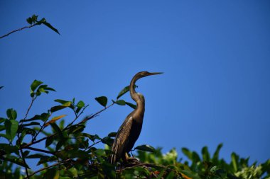 This image features an Oriental darter, or snakebird, a striking waterbird with a remarkably long, slender, S-shaped neck and a sharp, pointed bill, perched in a tree against a clear blue sky.