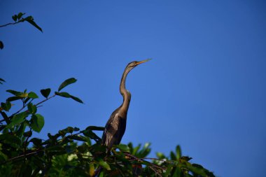 This image features an Oriental darter, or snakebird, a striking waterbird with a remarkably long, slender, S-shaped neck and a sharp, pointed bill, perched in a tree against a clear blue sky.