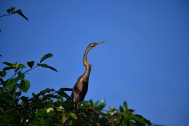 This image features an Oriental darter, or snakebird, a striking waterbird with a remarkably long, slender, S-shaped neck and a sharp, pointed bill, perched in a tree against a clear blue sky.