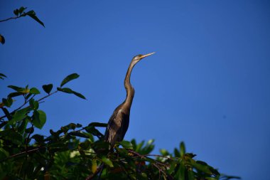 This image features an Oriental darter, or snakebird, a striking waterbird with a remarkably long, slender, S-shaped neck and a sharp, pointed bill, perched in a tree against a clear blue sky.
