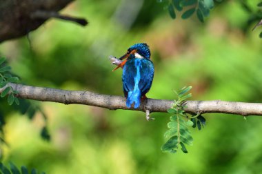 This image captures a vibrant common kingfisher perched on a branch, showcasing its striking iridescent blue back and orange underparts amidst lush green foliage, eyes keenly focused.