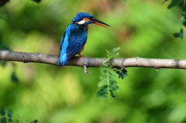 This image captures a vibrant common kingfisher perched on a branch, showcasing its striking iridescent blue back and orange underparts amidst lush green foliage, eyes keenly focused.
