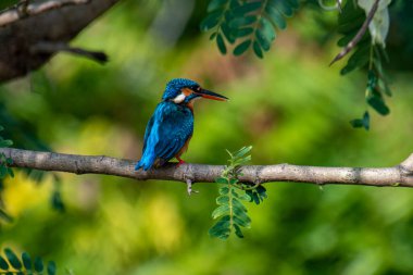 This image captures a vibrant common kingfisher perched on a branch, showcasing its striking iridescent blue back and orange underparts amidst lush green foliage, eyes keenly focused.