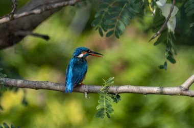 This image captures a vibrant common kingfisher perched on a branch, showcasing its striking iridescent blue back and orange underparts amidst lush green foliage, eyes keenly focused.